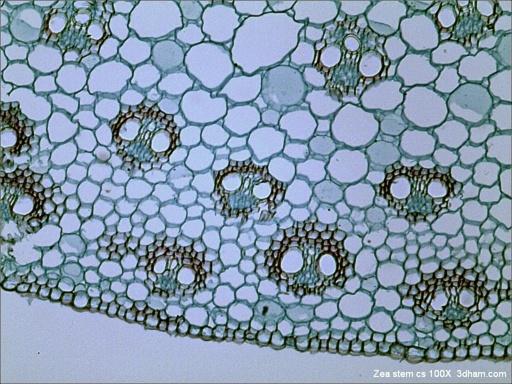 An example bright-field micrograph. This image shows a cross-section of the vascular tissue in a plant stem.