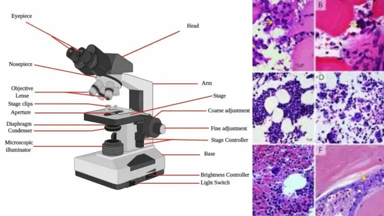 what is the purposes of staining microscopy
