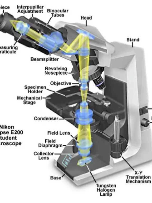 Parts of a Microscope and Their Functions