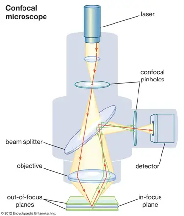 Types de microscopes avec définitions, principes, utilisations et  diagrammes étiquetés