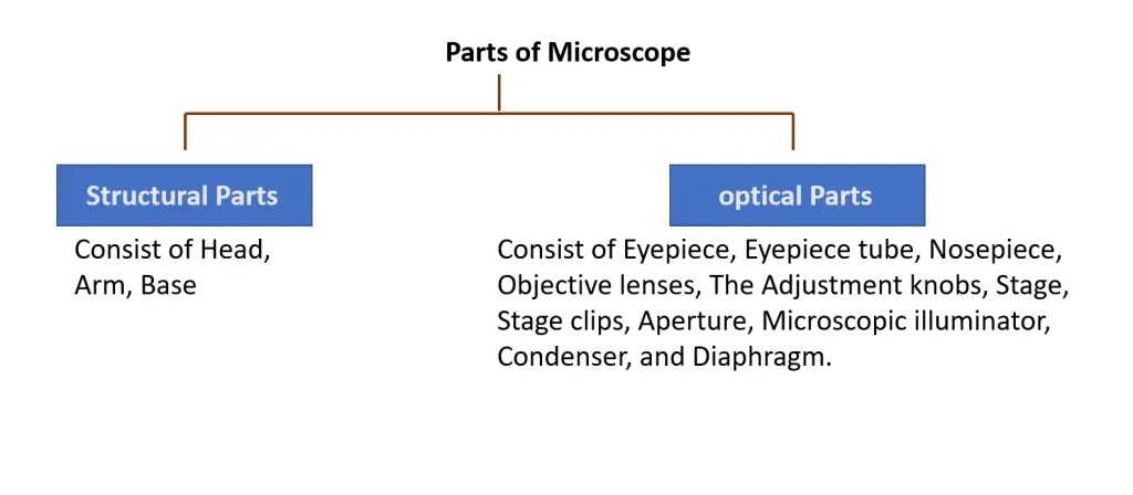 Parts of a Microscope and Their Functions