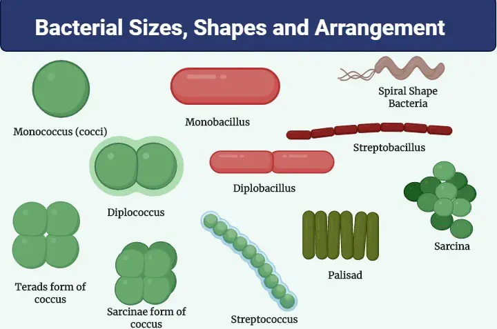 Different Size, Shape and Arrangement of Bacterial Cells