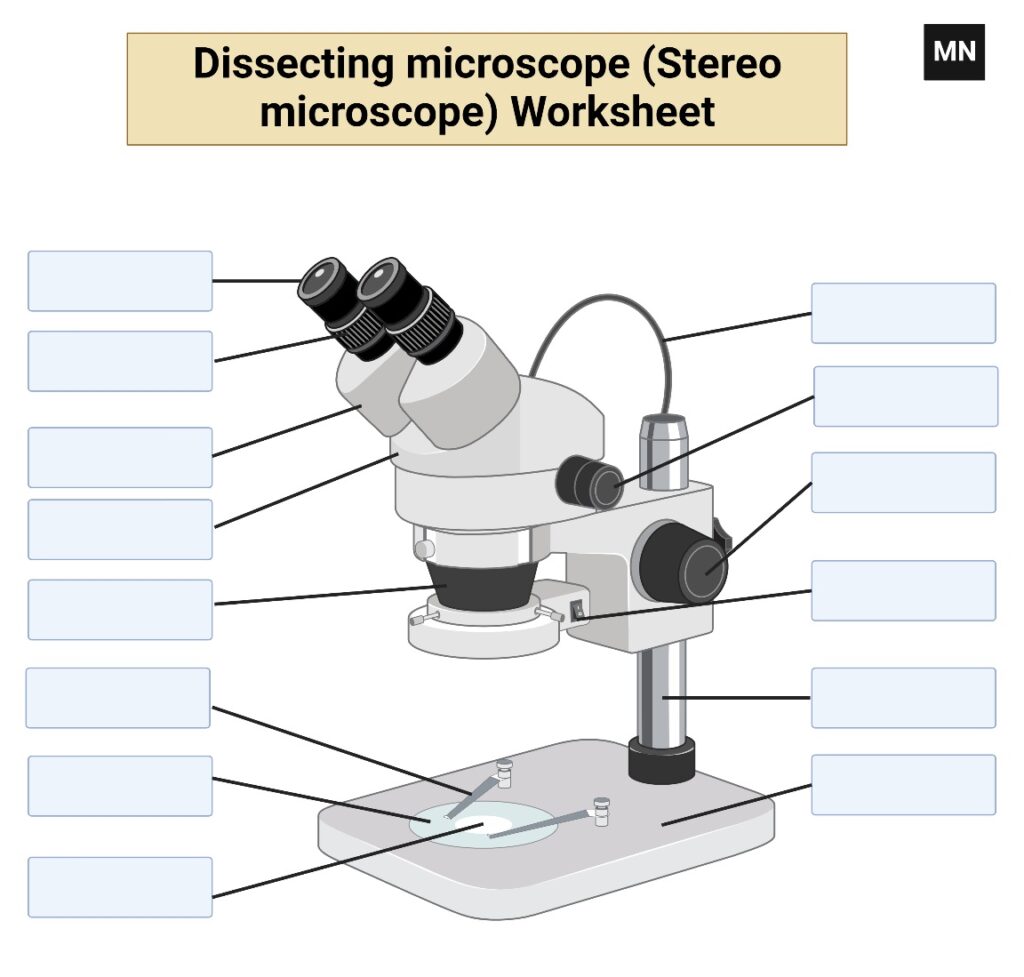 Dissecting microscope (Stereo microscope) Free Worksheet