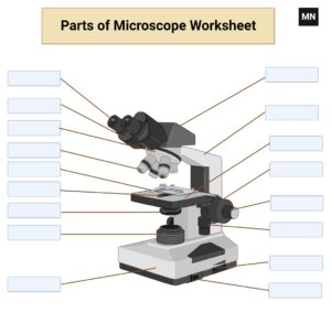 Light Microscope Free Worksheet
