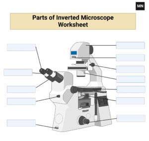 Inverted Microscope Free Worksheet