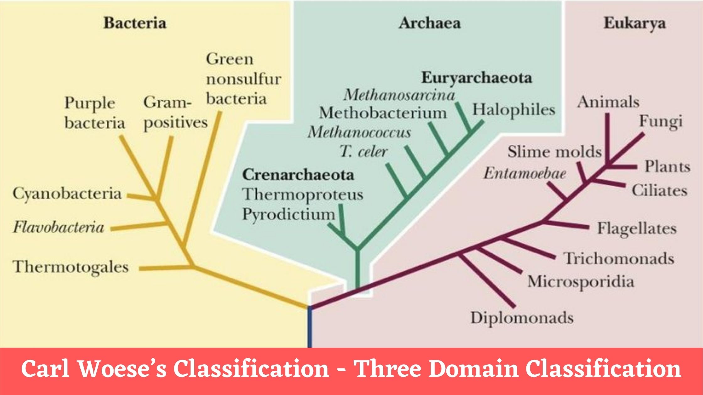 Carl Woese’s Classification