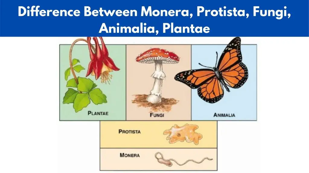 Difference Between Monera, Protista, Fungi, Animalia, Plantae
