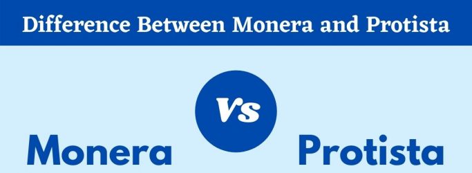 Difference Between Monera and Protista