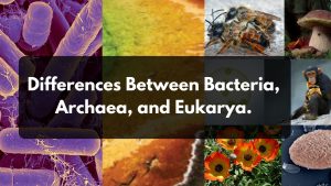 Differences Between Bacteria, Archaea, and Eukarya.
