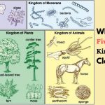 Whittaker's Five Kingdom Classification