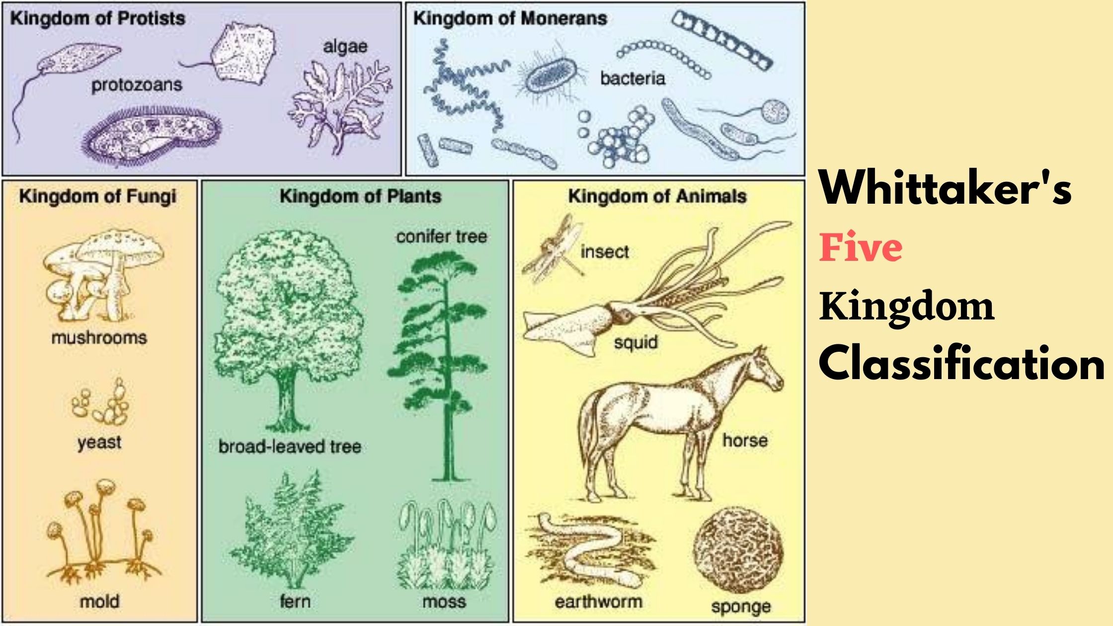 Whittaker's Five Kingdom Classification