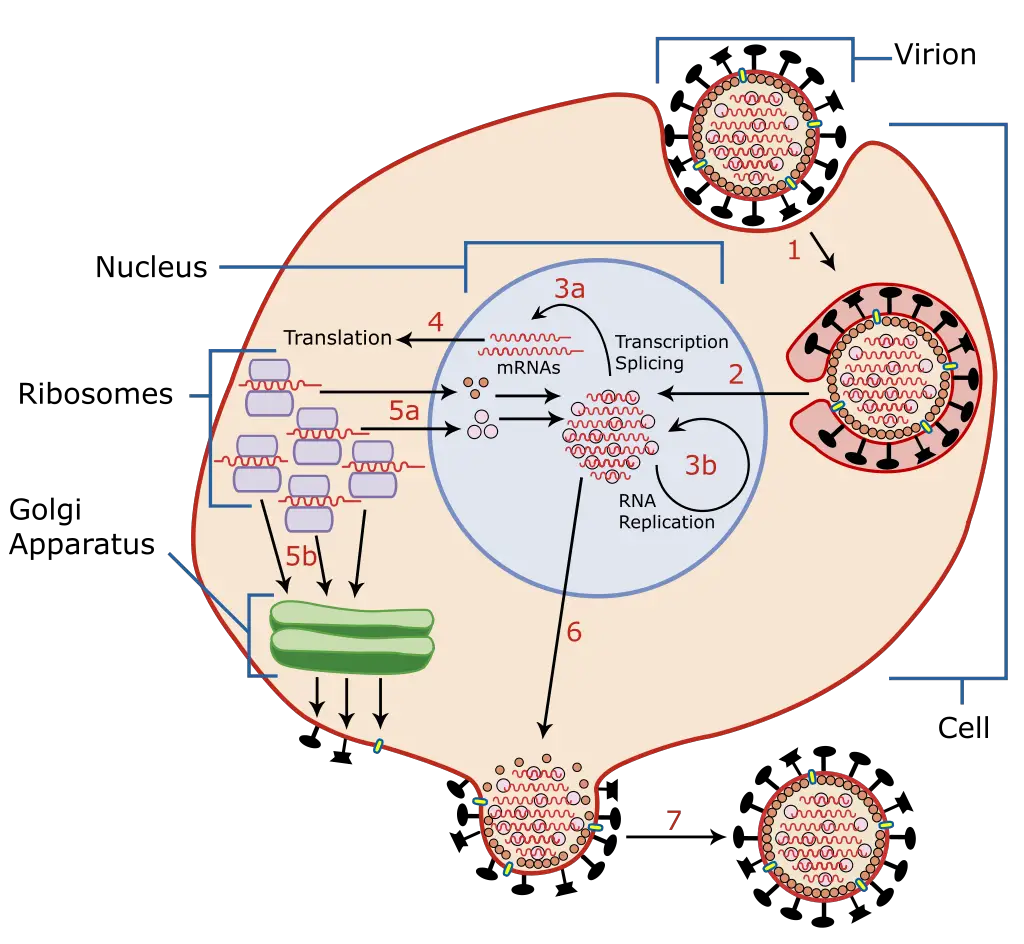 Influenza virus life cycle
