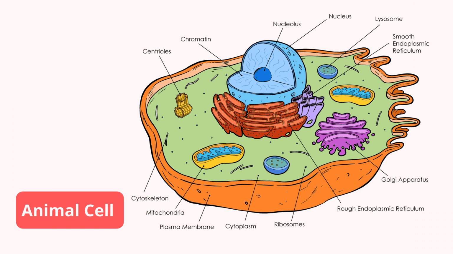 Animal Cell рисунок
