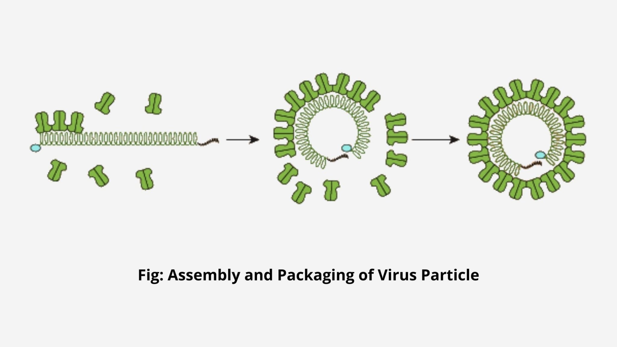 hypothesis of virus