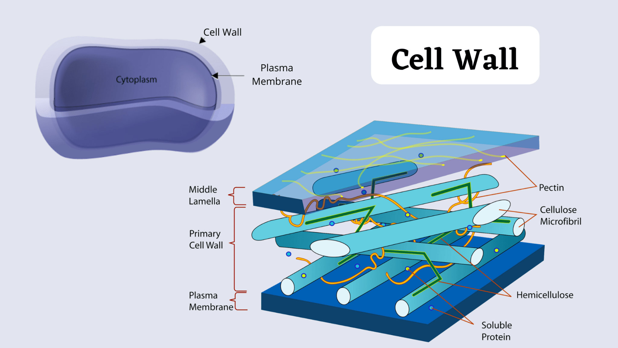 Муреиновая клеточная стенка. Function of Cell Wall. Cellular structure. Cell structure.