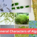 Characters of Algae