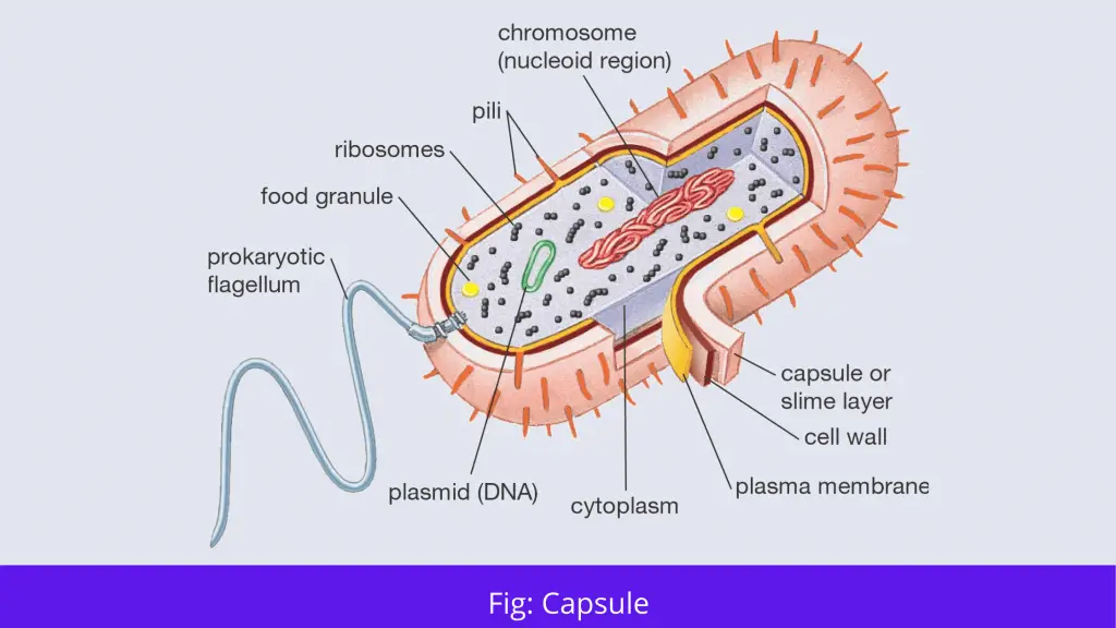 Cell Structure and functions - Capsule