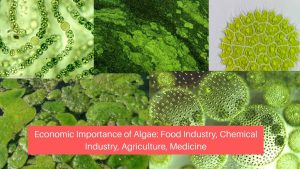 Economic Importance of Algae