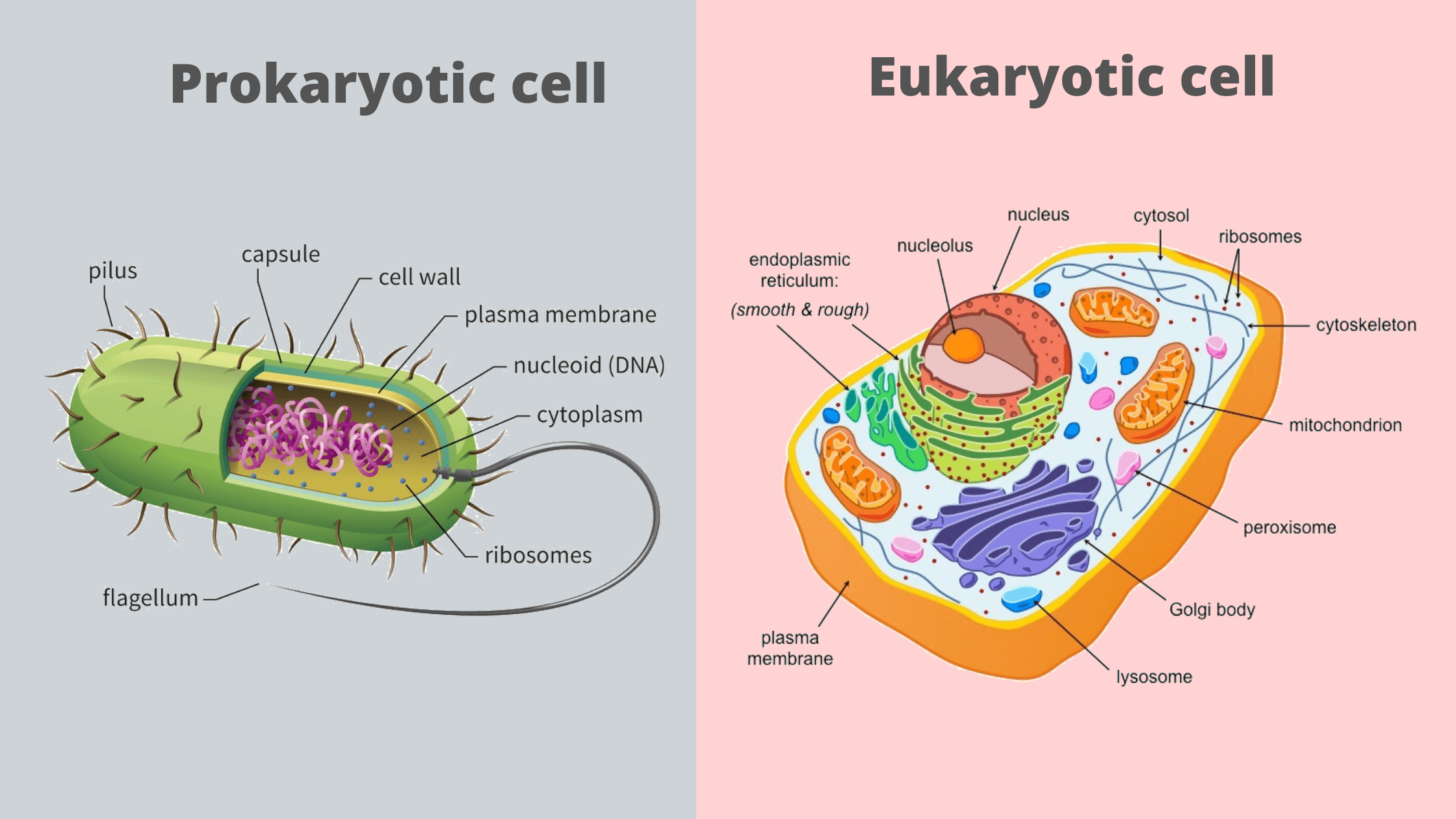Prokaryotic Cell and Eukaryotic Cell