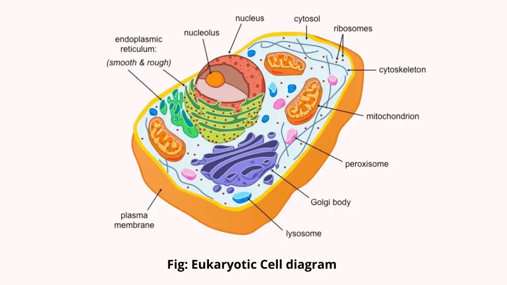 Prokaryotic Cell and Eukaryotic Cell
