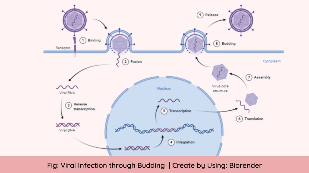Viral Life Cycle: Steps of Viral Infection
