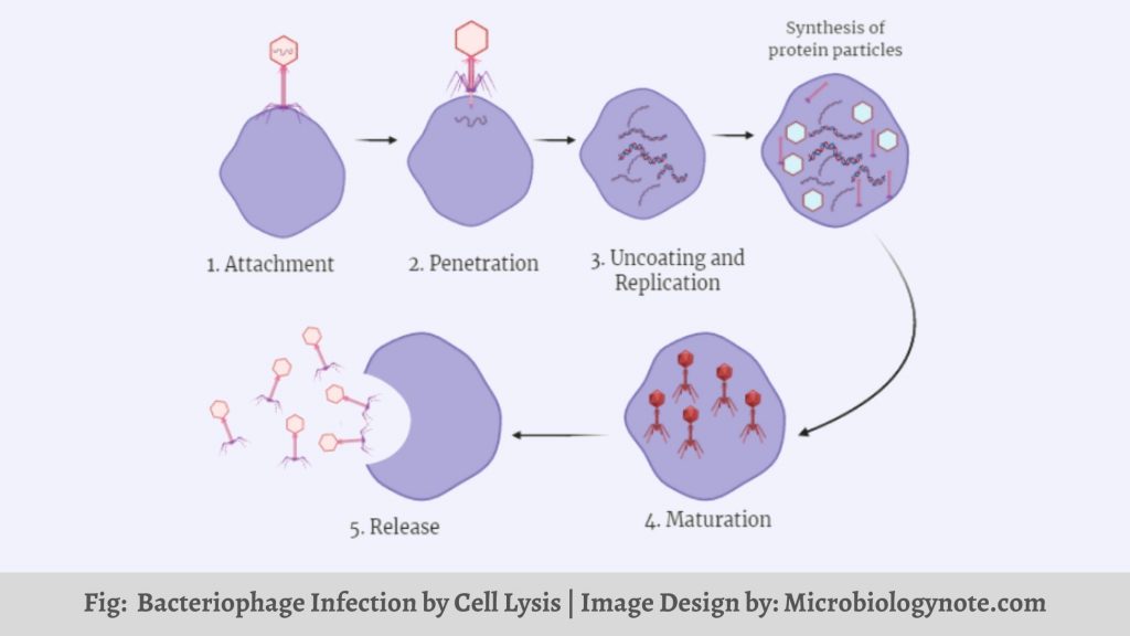 Viral Life Cycle: Steps of Viral Infection