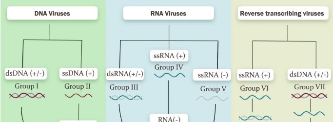 Baltimore classification System of viruses