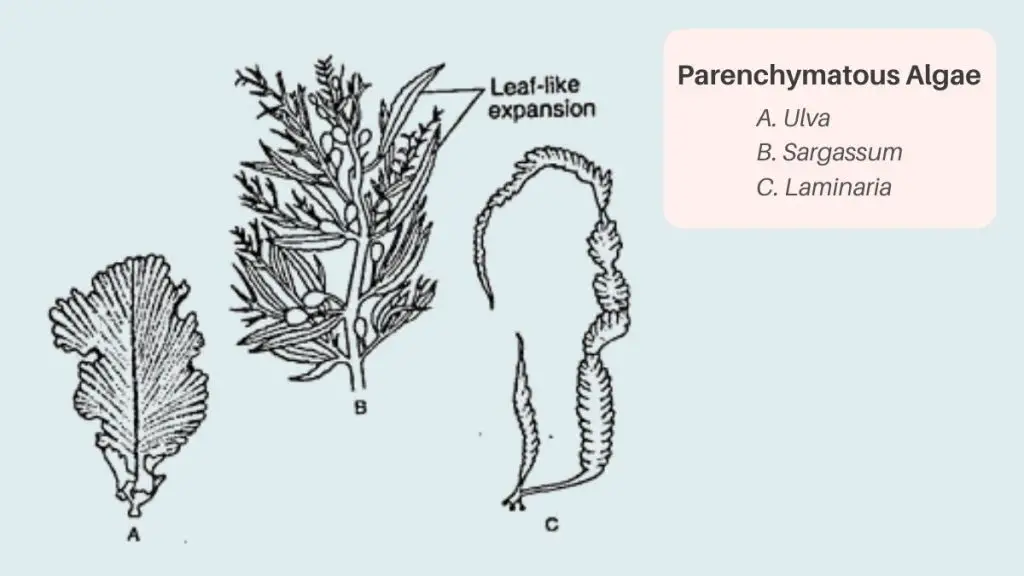 Parenchymatous Algae
