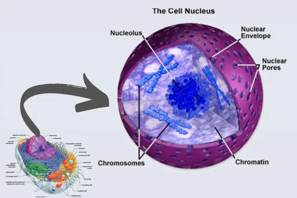 Cell Structure and functions - Cell nucleus