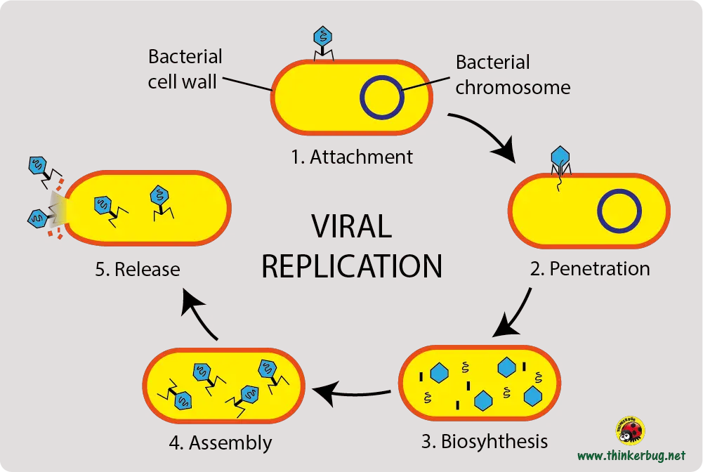 Viral replication of a bacteriophage
