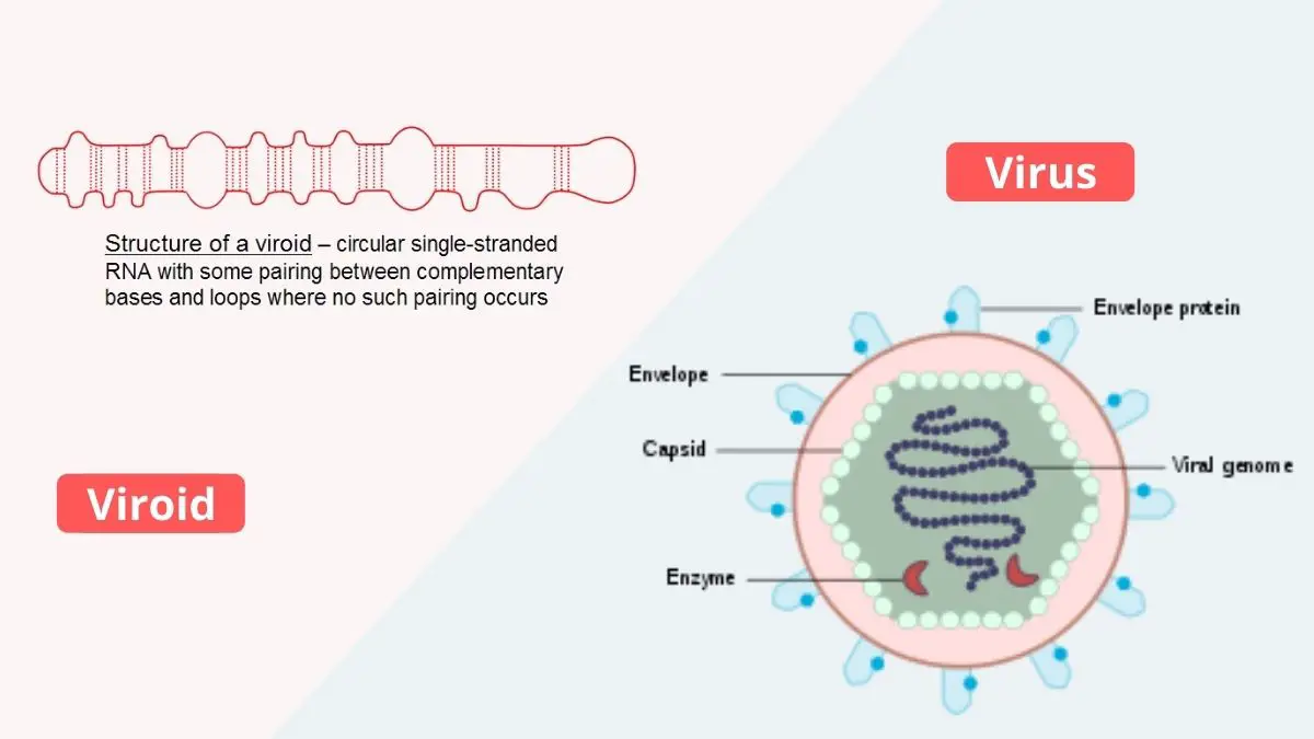 Difference Between Virus and Viroids