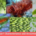 What is Algae