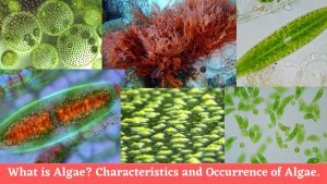 What is Algae