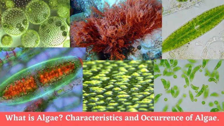 What Is Algae? Characteristics And Occurrence Of Algae.