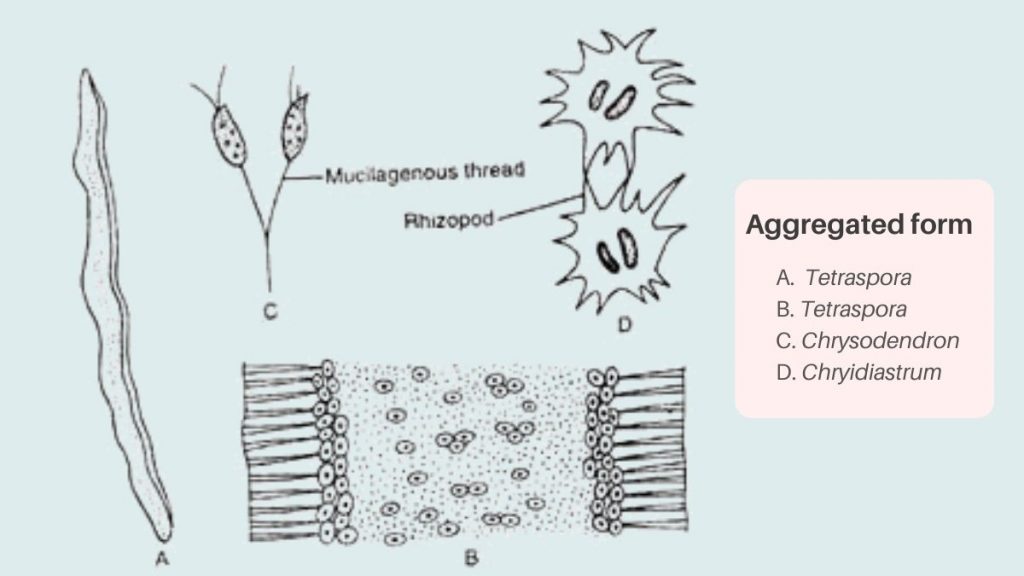 Thallus Organisation in Algae - aggregate form