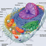 Cell Structure and functions
