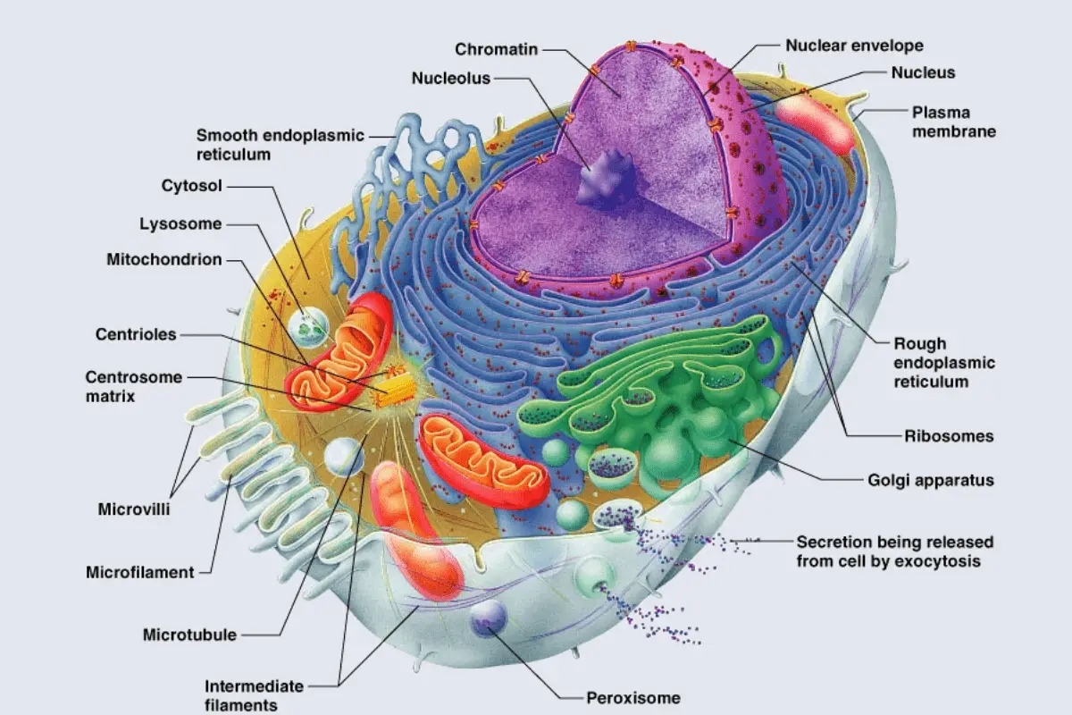 functions of the main cell components