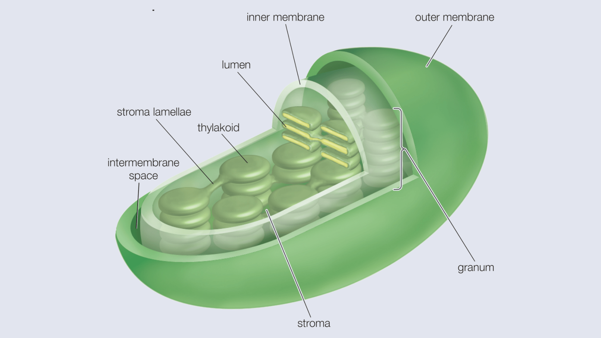 Мембрана хлоропласта строение