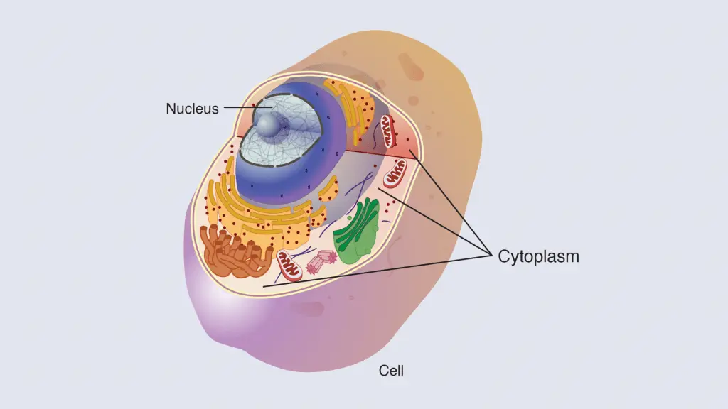 Cell Structure and functions - Cytoplasm