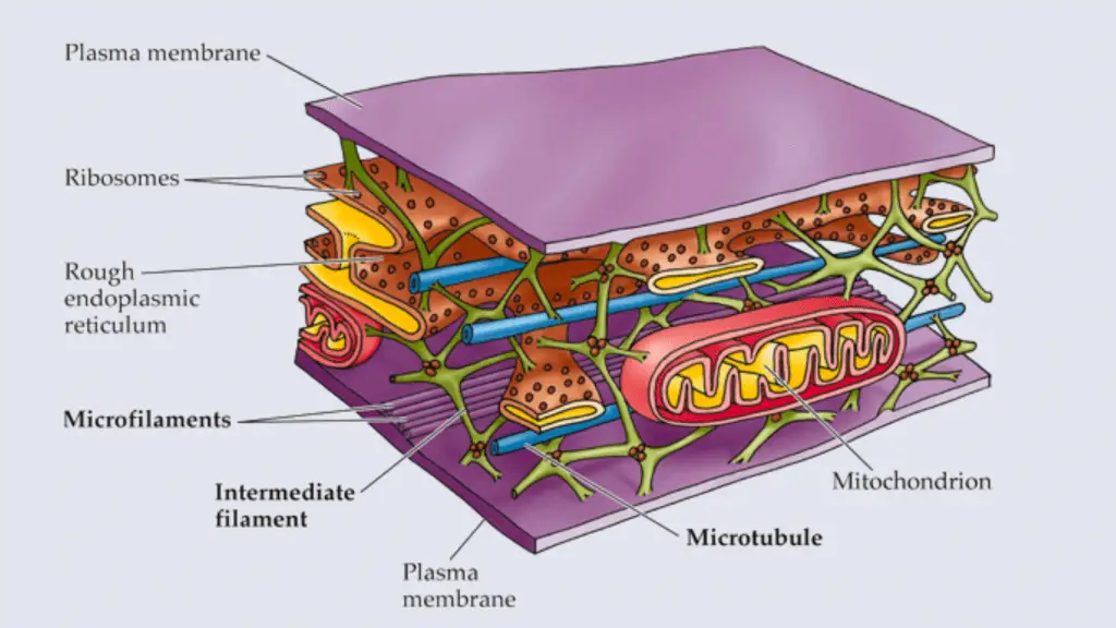Cell Structure and functions - Cytoskeleton
