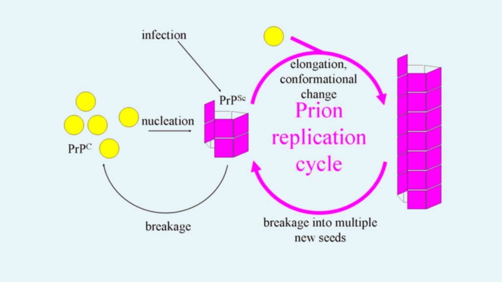Prions replication  - Fibril model 