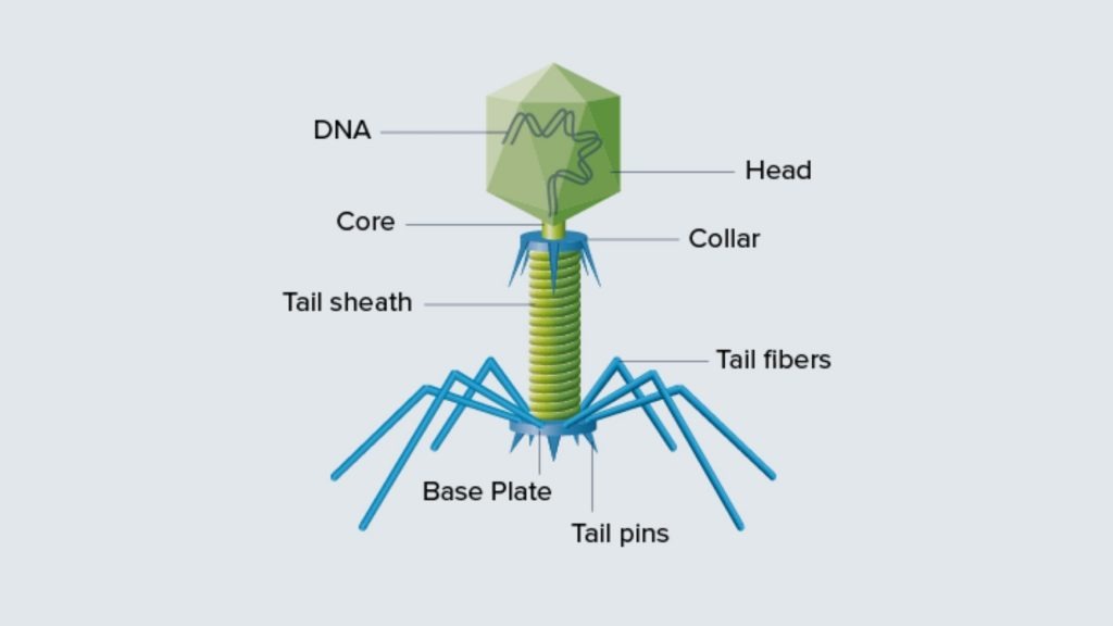 Virus Structure and Application - Complex or Head-tail 