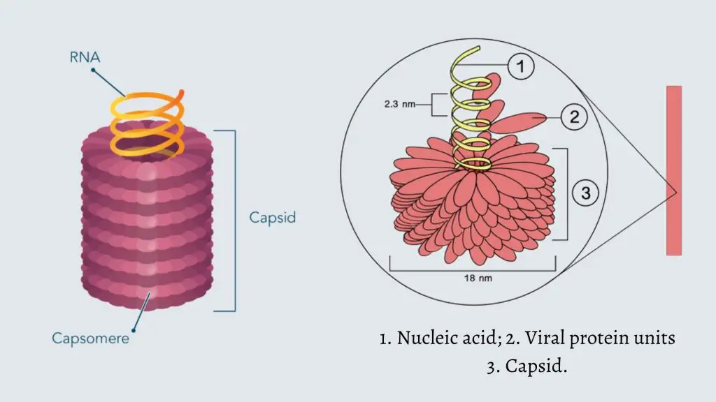 Virus Structure and Application - Helical 
