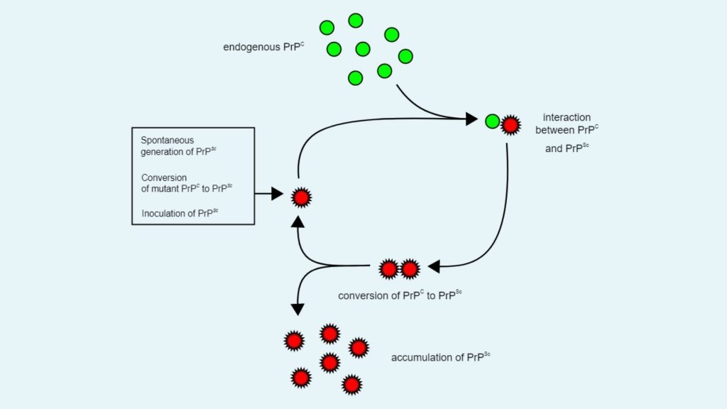 Prions replication - Heterodimer model