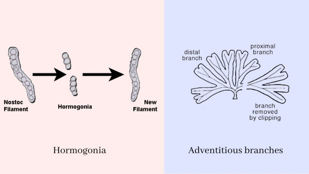 Algae Reproduction hormogonia