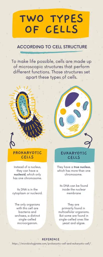 Prokaryotic Cell and Eukaryotic Cell
