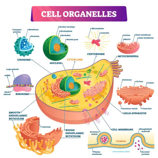 Cell Structure and functions - Cell Organelles