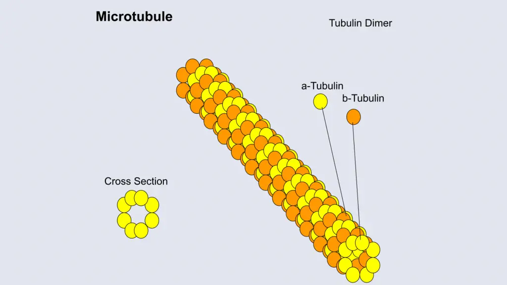 Cell Structure and functions - Microtubules