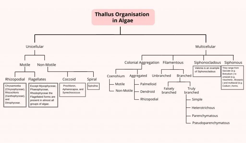 Thallus Organisation in Algae