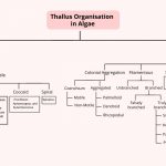 Thallus Organisation in Algae